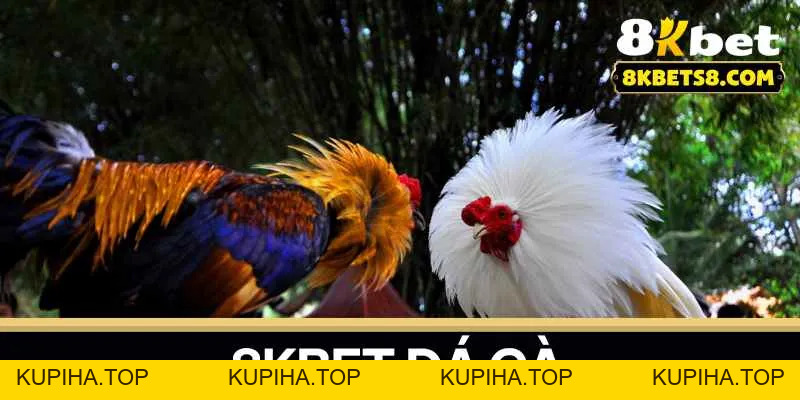 8KBET Đá Gà – Nơi Cập Nhật Mọi Diễn Biến Trận Đấu Nhanh Nhất - 8KBET♥️8KBET.COM - KUPIHA.TOP