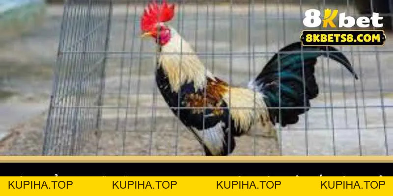 Gà Đá Campuchia - Những Chiến Thuật Giúp Bạn Chiến Thắng - 8KBET♥️8KBET.COM - KUPIHA.TOP