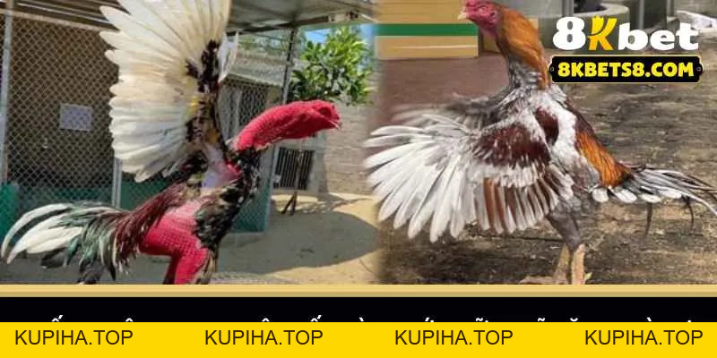 Gà Đá Campuchia - Những Chiến Thuật Giúp Bạn Chiến Thắng - 8KBET♥️8KBET.COM - KUPIHA.TOP