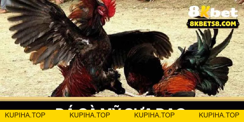 Đá Gà Mỹ Cựa Dao - Kinh Nghiệm 8KBET Chiến Thắng - KUPIHA.TOP