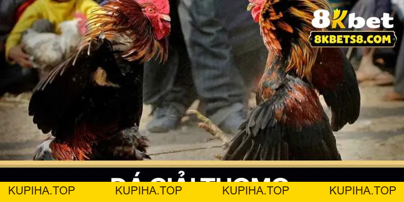 Đá Giải Thomo - Trải Nghiệm Cá Cược Đỉnh Cao Cùng 8KBET - 8KBET♥️8KBET.COM - KUPIHA.TOP