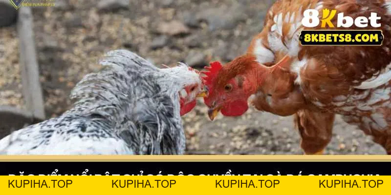 Gà Đá Campuchia - Những Chiến Thuật Giúp Bạn Chiến Thắng - 8KBET♥️8KBET.COM - KUPIHA.TOP