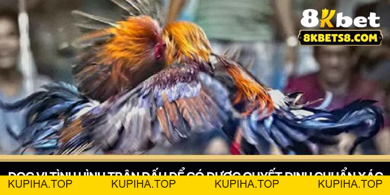 Đá Gà Cựa Thomo – Chinh Phục Những Cuộc Đấu Nảy Lửa - 8KBET♥️8KBET.COM - KUPIHA.TOP