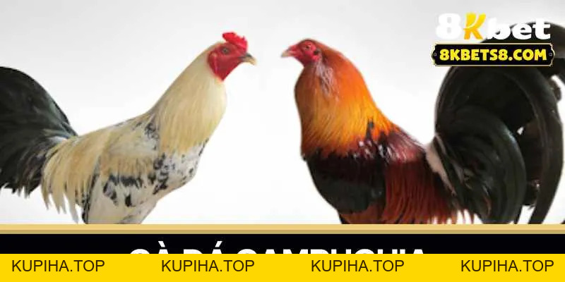 Gà Đá Campuchia - Những Chiến Thuật Giúp Bạn Chiến Thắng - 8KBET♥️8KBET.COM - KUPIHA.TOP