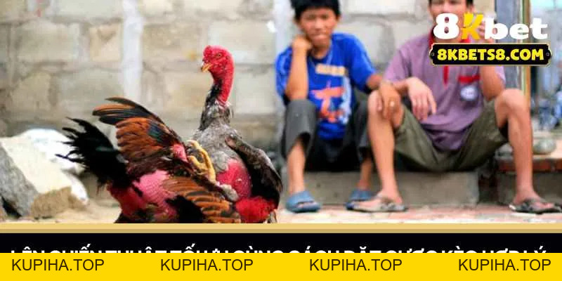 Đá Gà Mỹ Cựa Dao - Kinh Nghiệm 8KBET Chiến Thắng - KUPIHA.TOP
