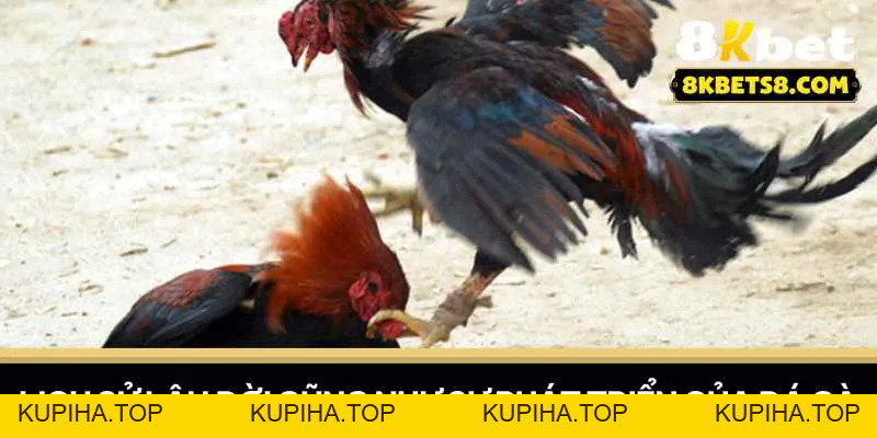 8KBET Đá Gà – Nơi Cập Nhật Mọi Diễn Biến Trận Đấu Nhanh Nhất - 8KBET♥️8KBET.COM - KUPIHA.TOP