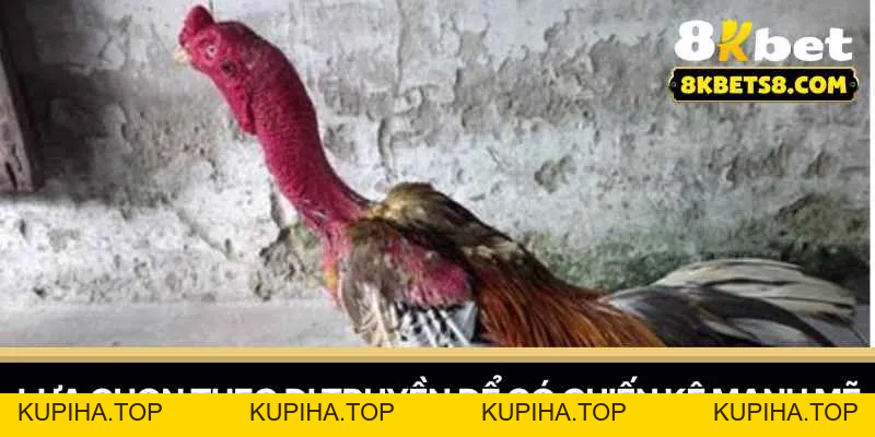 Gà Đá C1 - Bí Quyết Lựa Chọn Chiến Kê - 8KBET♥️8KBET.COM - KUPIHA.TOP