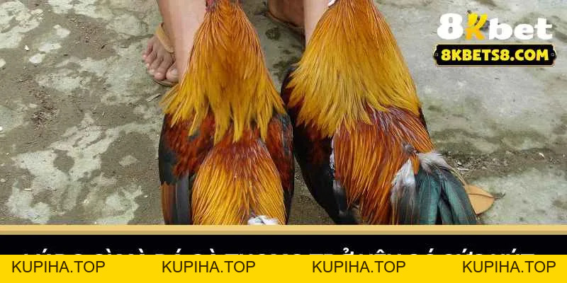 Đá Giải Thomo - Trải Nghiệm Cá Cược Đỉnh Cao Cùng 8KBET - 8KBET♥️8KBET.COM - KUPIHA.TOP
