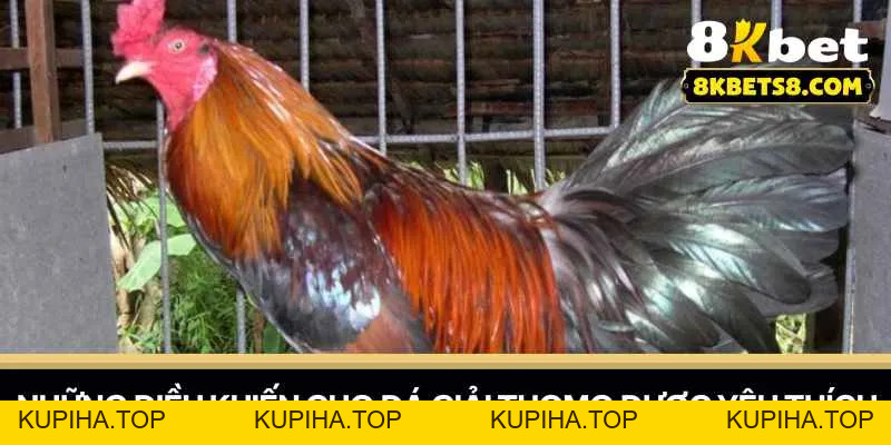 Đá Giải Thomo - Trải Nghiệm Cá Cược Đỉnh Cao Cùng 8KBET - 8KBET♥️8KBET.COM - KUPIHA.TOP