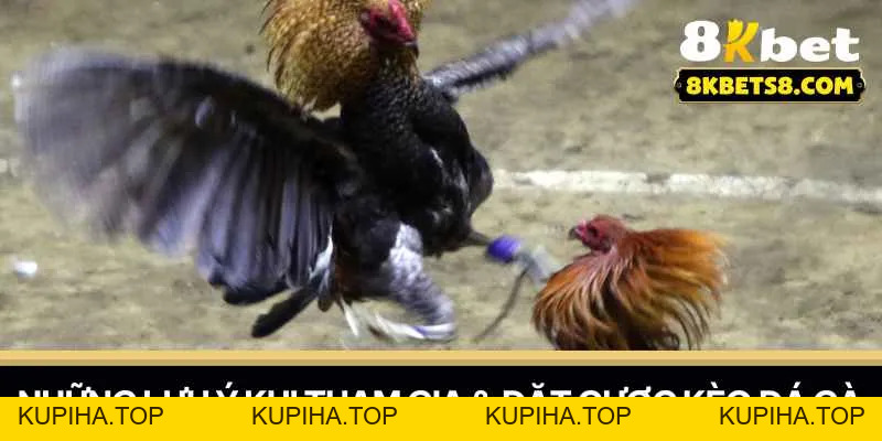 Gà Đá C1 - Bí Quyết Lựa Chọn Chiến Kê - 8KBET♥️8KBET.COM - KUPIHA.TOP