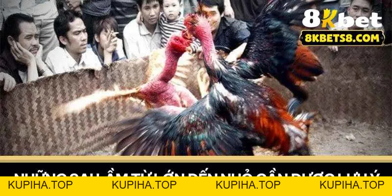 Đá Gà Mỹ Cựa Dao - Kinh Nghiệm 8KBET Chiến Thắng - KUPIHA.TOP