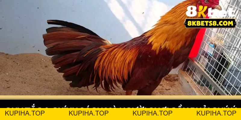 Đá Giải Thomo - Trải Nghiệm Cá Cược Đỉnh Cao Cùng 8KBET - 8KBET♥️8KBET.COM - KUPIHA.TOP