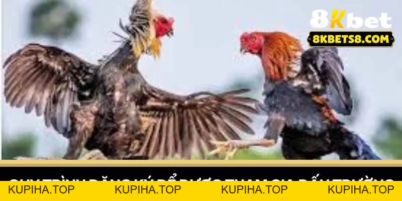 Đá Gà Mỹ Cựa Dao - Kinh Nghiệm 8KBET Chiến Thắng - KUPIHA.TOP