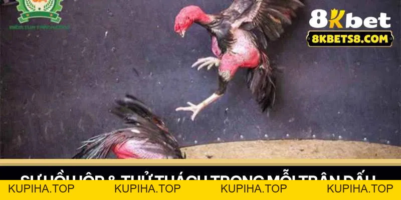 Gà Đá C1 - Bí Quyết Lựa Chọn Chiến Kê - 8KBET♥️8KBET.COM - KUPIHA.TOP