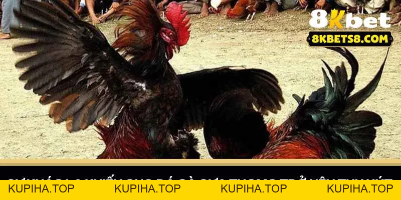 Đá Gà Cựa Thomo – Chinh Phục Những Cuộc Đấu Nảy Lửa - 8KBET♥️8KBET.COM - KUPIHA.TOP