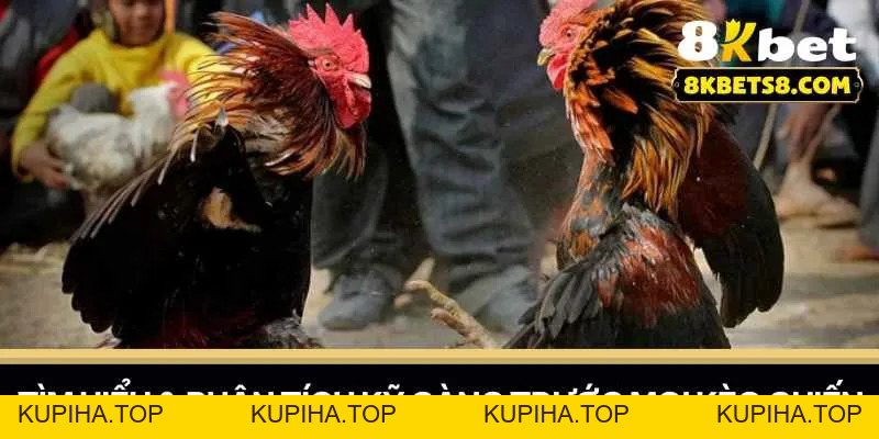 Đá Gà Cựa Thomo – Chinh Phục Những Cuộc Đấu Nảy Lửa - 8KBET♥️8KBET.COM - KUPIHA.TOP